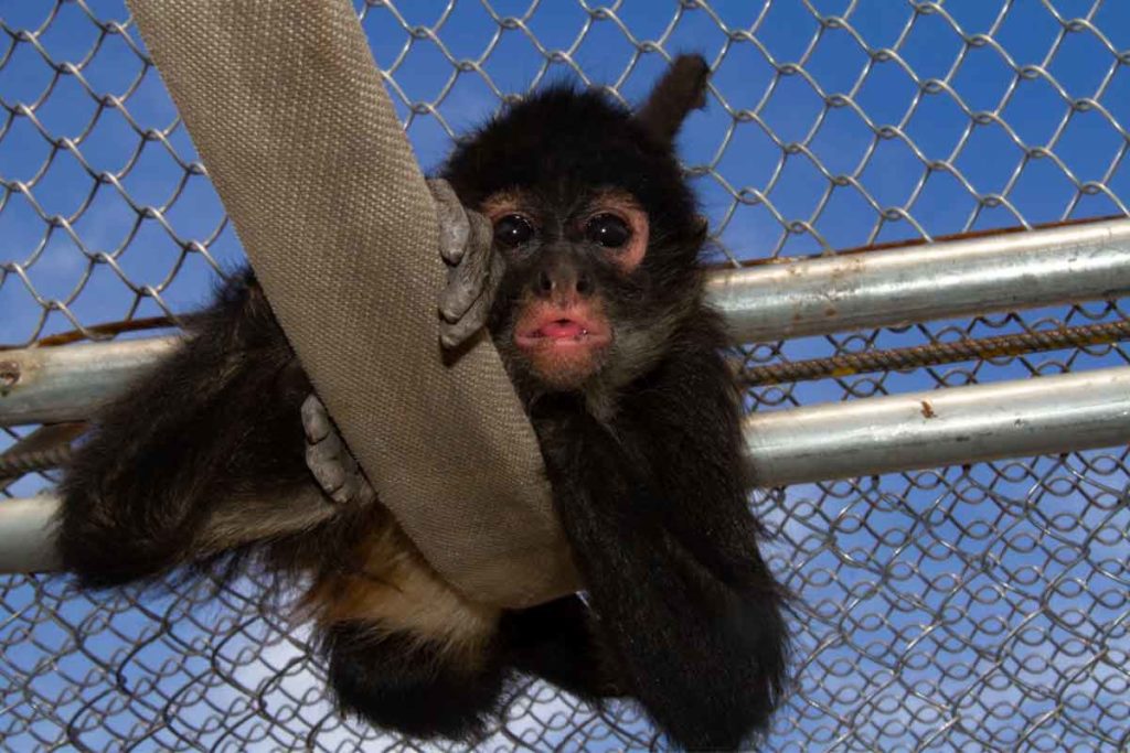 Protegen y rehabilitan animales silvestres en Querétaro