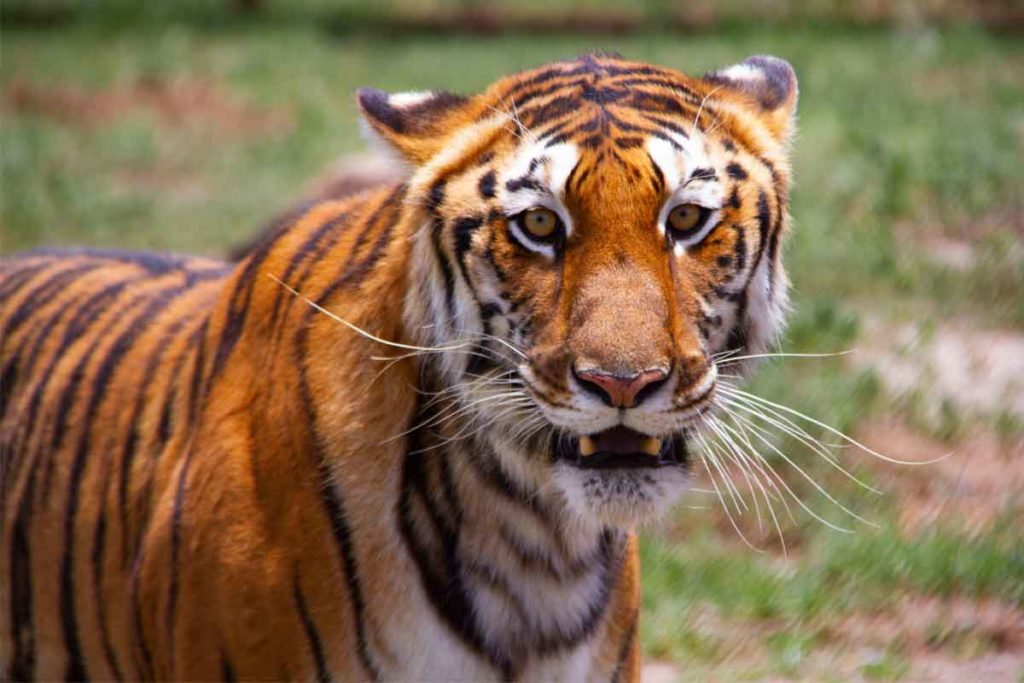 Santuaai, un espacio para una vida digna de animales silvestres