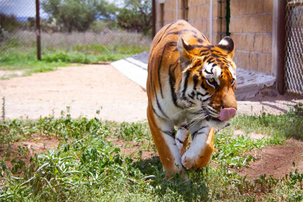 Santuaai, un espacio para una vida digna de animales silvestres