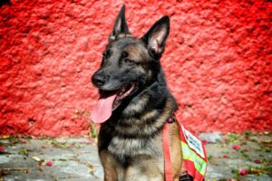 Conoce a los perros rescatistas mexicanos que viajan a Turquía