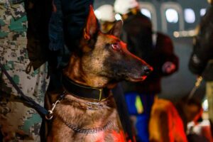 Conoce a los perros rescatistas mexicanos que viajan a Turquía