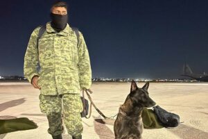 Conoce a los perros rescatistas mexicanos que viajan a Turquía