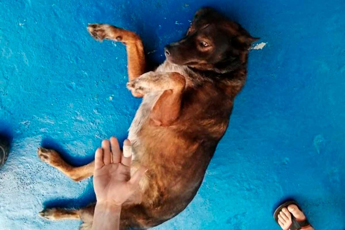 Barco mexicano rescata a náufrago australiano y a su mascota 