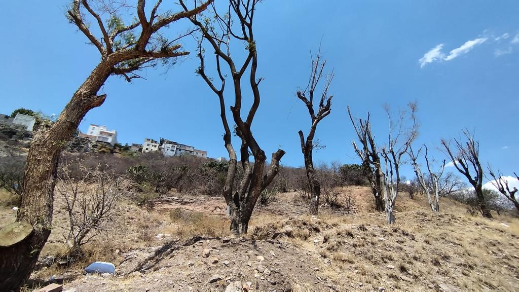 Árboles de 5 de Febrero trasplantados, secos/Foto: Mextli Moreno