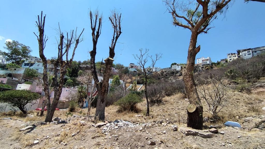 Árboles de 5 de Febrero trasplantados, secos/Foto: Mextli Moreno