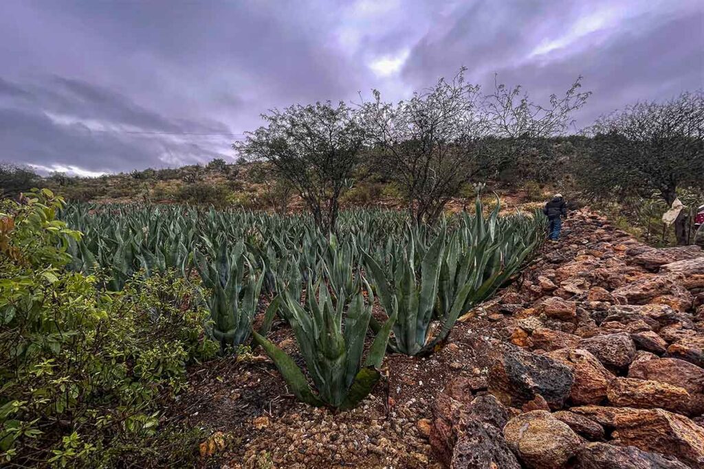 Boyé, orgullo del pulque en el estado de Querétaro
