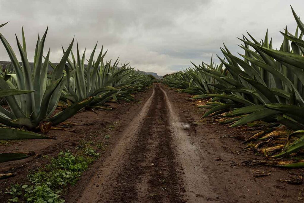 Boyé, orgullo del pulque en el estado de Querétaro
