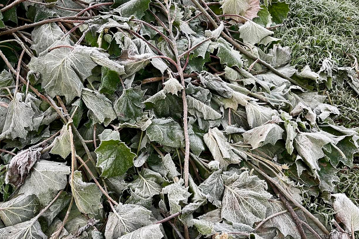 Cae hielo en Pinal de Amoles