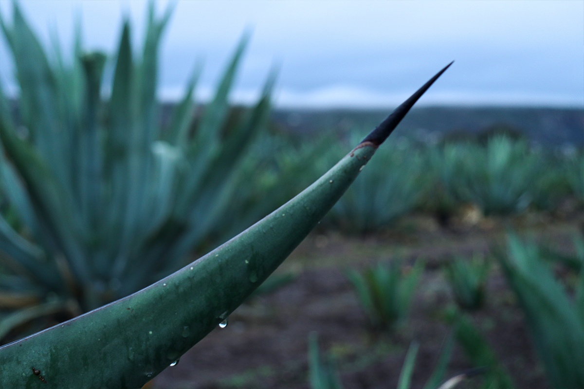 Maguey, nota especial Boyé