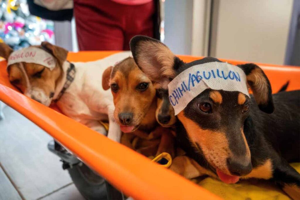 Realiza CAAM Campaña Masiva de Esterilización en El Marqués