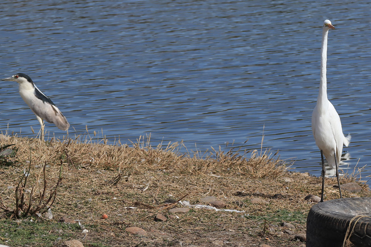 Aves-de-diferentes-especies-llegaban-a-esta-presa