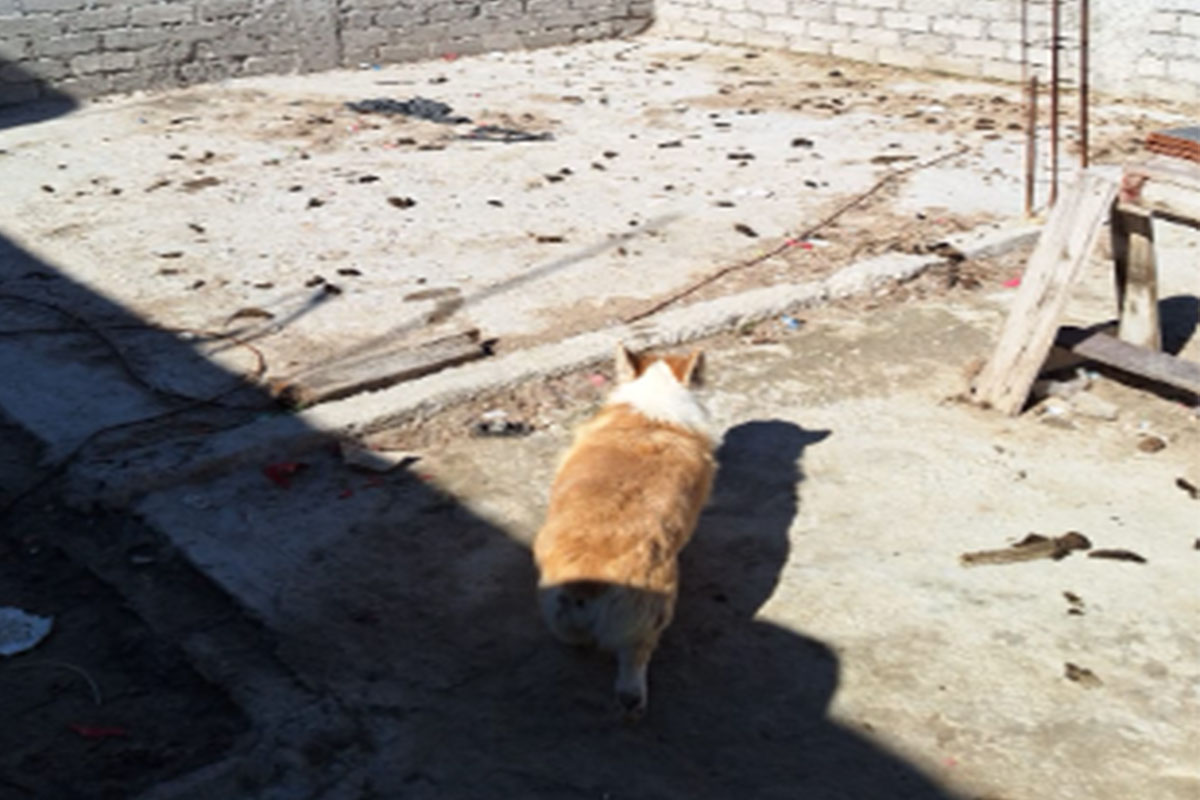 Municipio de Querétaro infracciona a criadero clandestino de mascotas