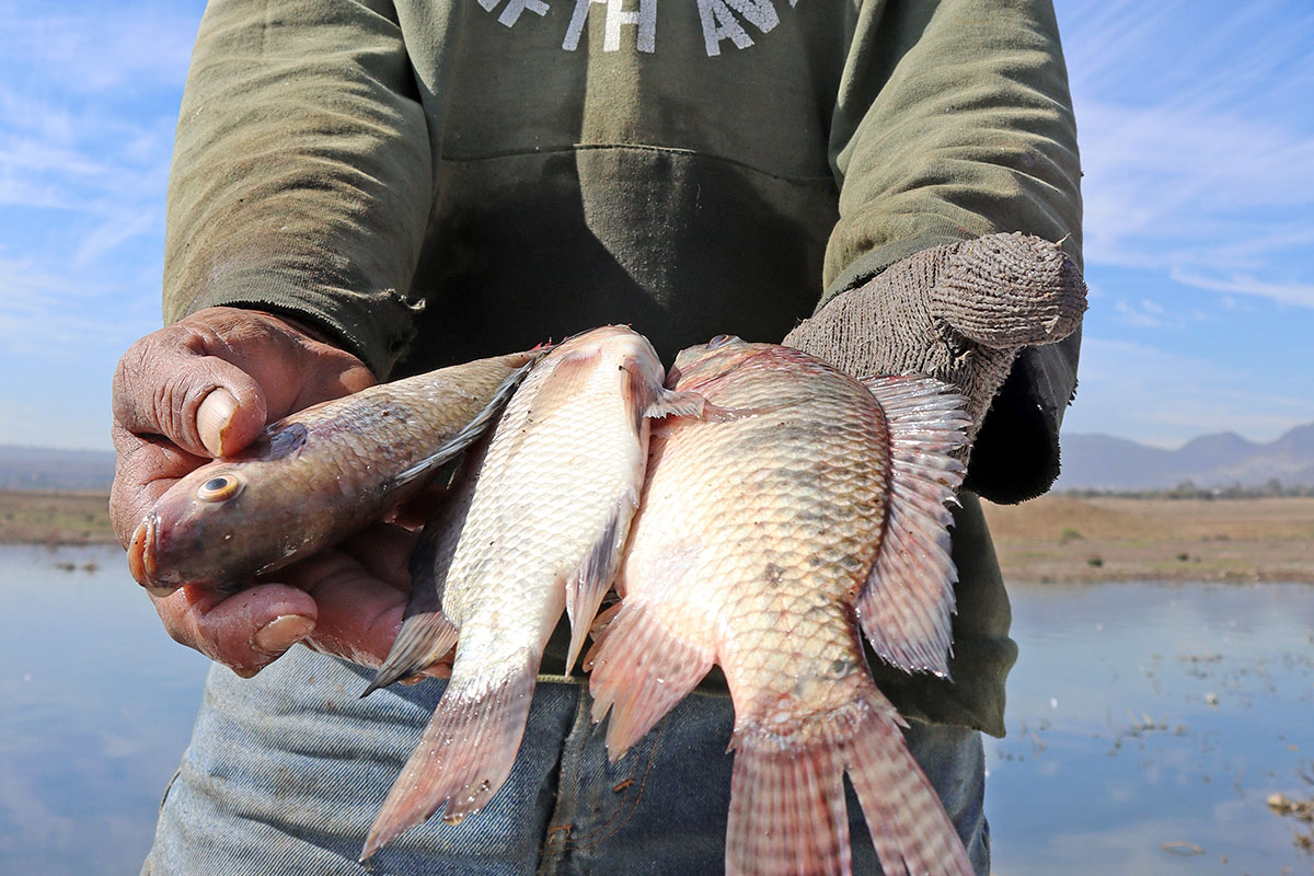 Pescado-contaminado-en-la-presa-La-Estancia