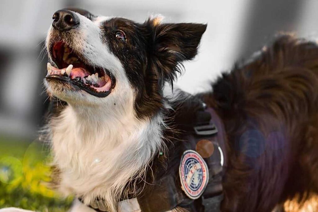 Fallece Kaannab, perrito de búsqueda en Querétaro