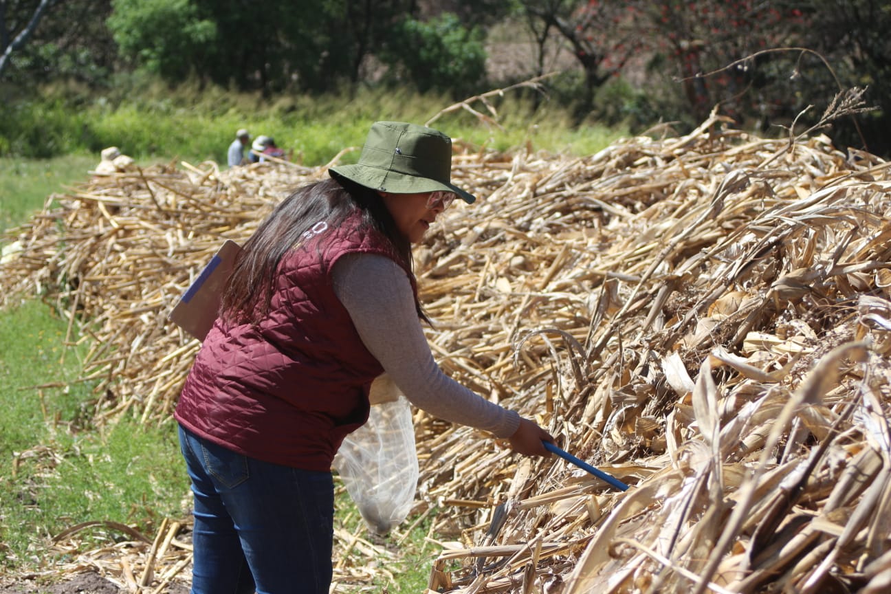 Secretaría del Campo trabaja en el monitoreo y control de la Langosta Schistocerca en el sur del Estado de México