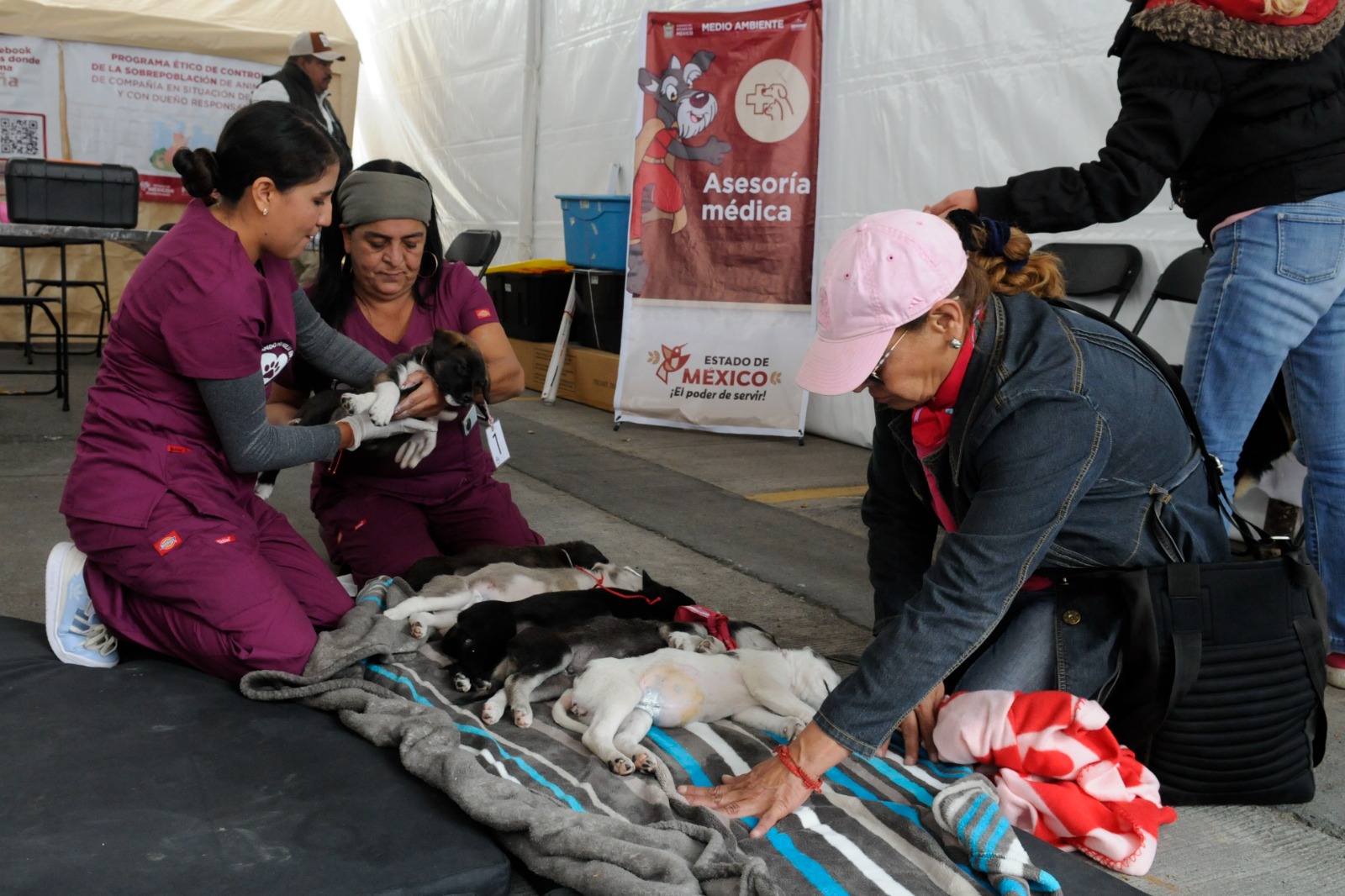 Las Caravanas por el Bienestar Animal ofrecen servicios gratuitos como esterilización y desparasitación a los residentes.