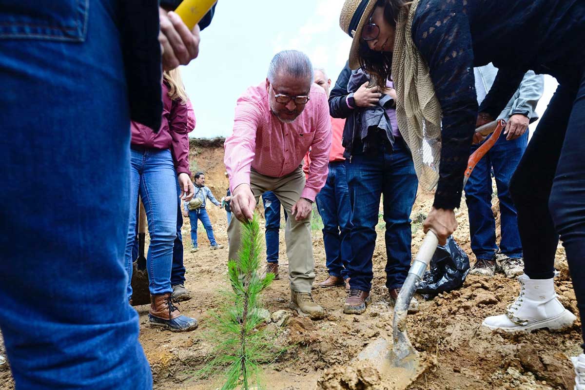 Plan-de-Restauración-Forestal-Estrategia-2024
