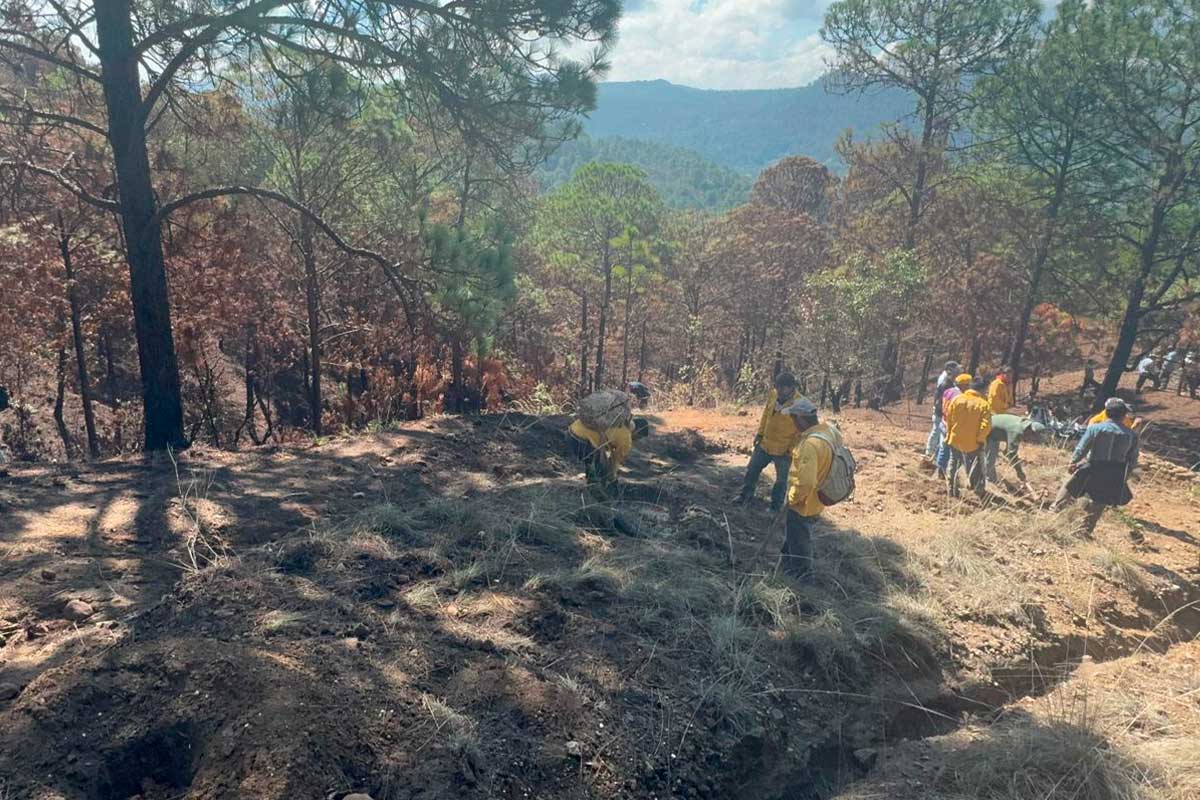 Restauracion-forestal-en-Edomex