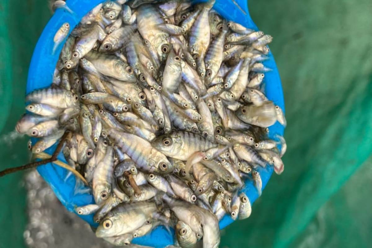 Alevines de carpa herbívora listos para ser sembrados en la Presa Huapango, impulsando la economía local.