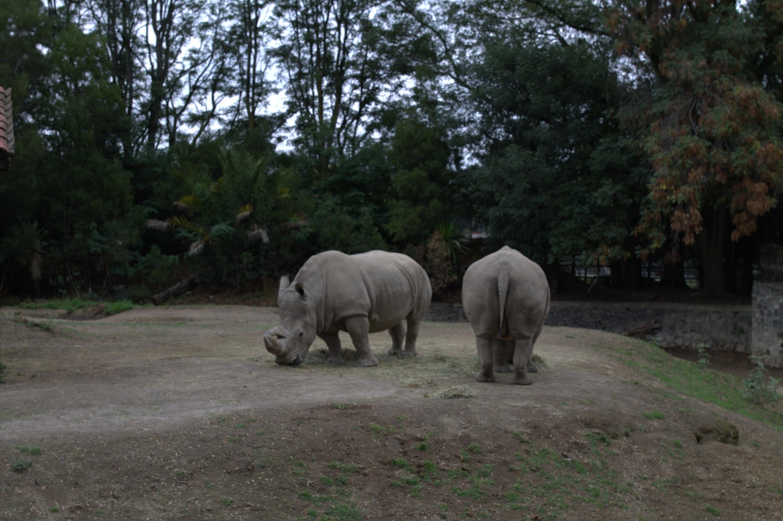 La llegada de los nuevos integrantes de la familia Zacango es monitoreada por el equipo de médicos veterinarios y promotores de bienestar animal.