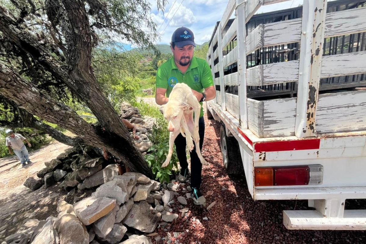 Dos perritas fueron rescatadas por situación de maltrato en San Juan del Río