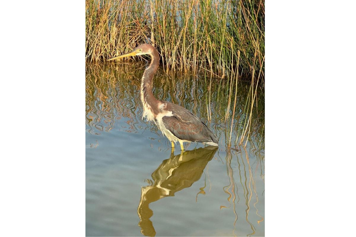 Impulso sostenible y conservación de aves en México
