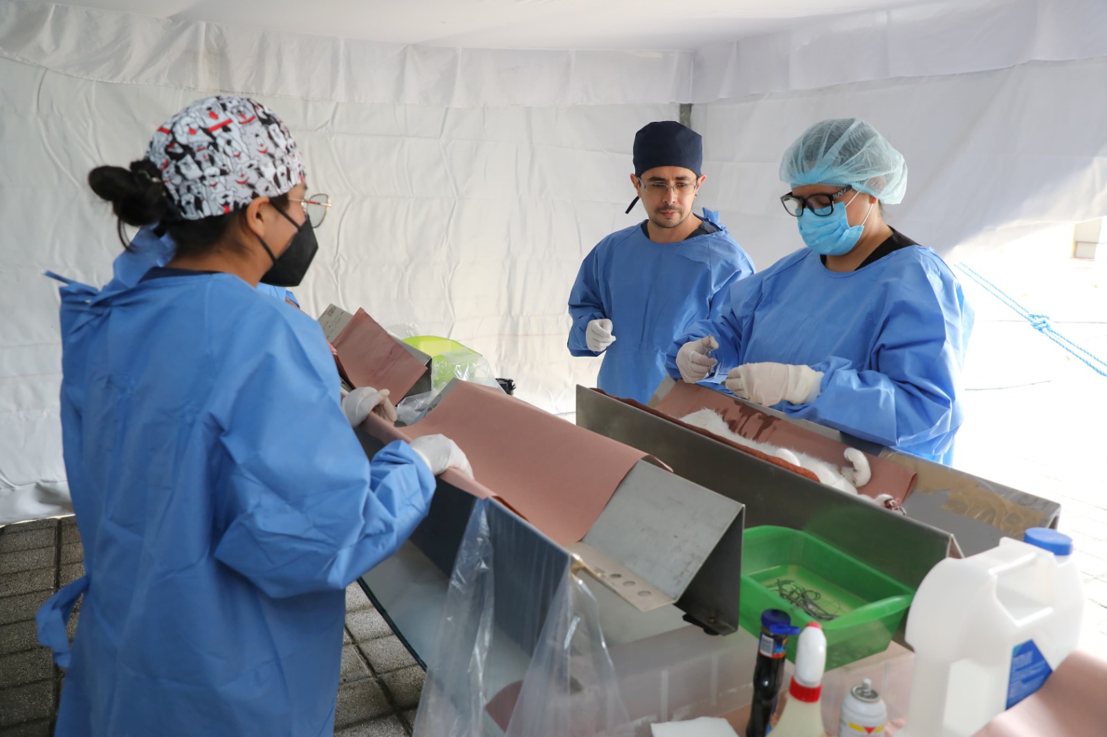 Veterinario realiza esterilización en el marco de las Jornadas Itinerantes del Bienestar.