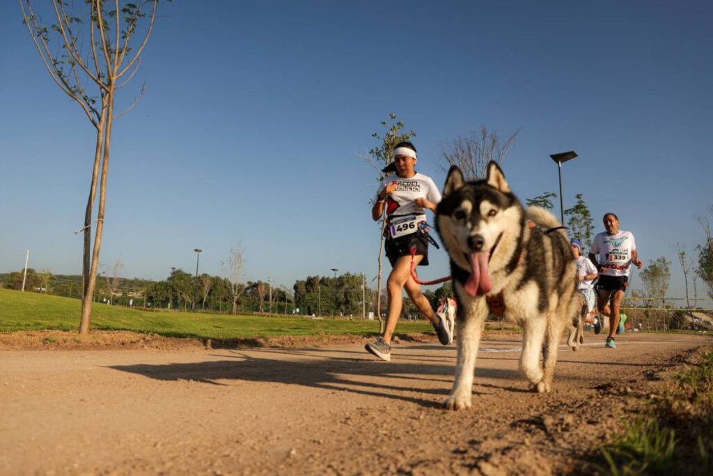 La carrera P-RUN 2024 se realizó en 'La Queretana' 