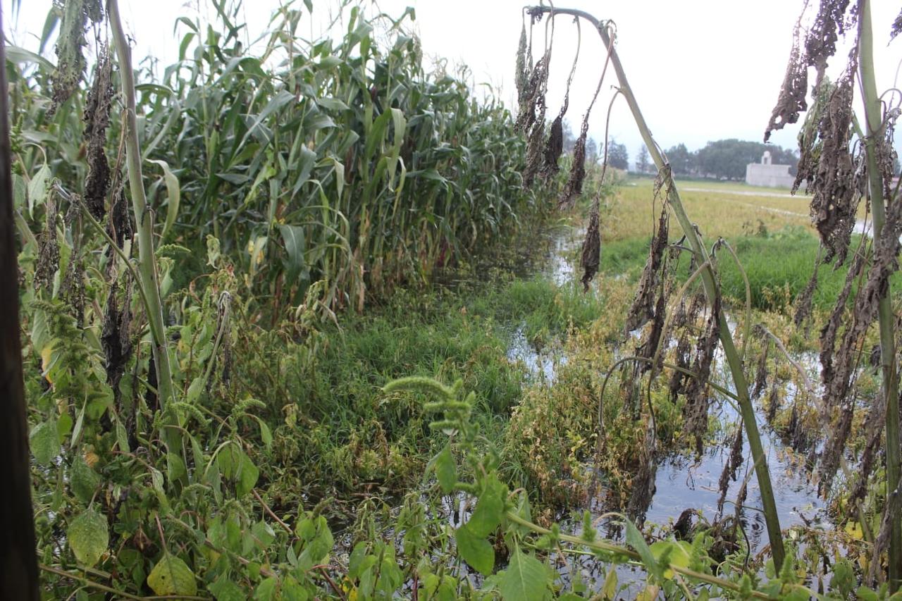 Productores de maíz en Chalco luchan contra los daños ocasionados por la falta de mantenimiento en canales.