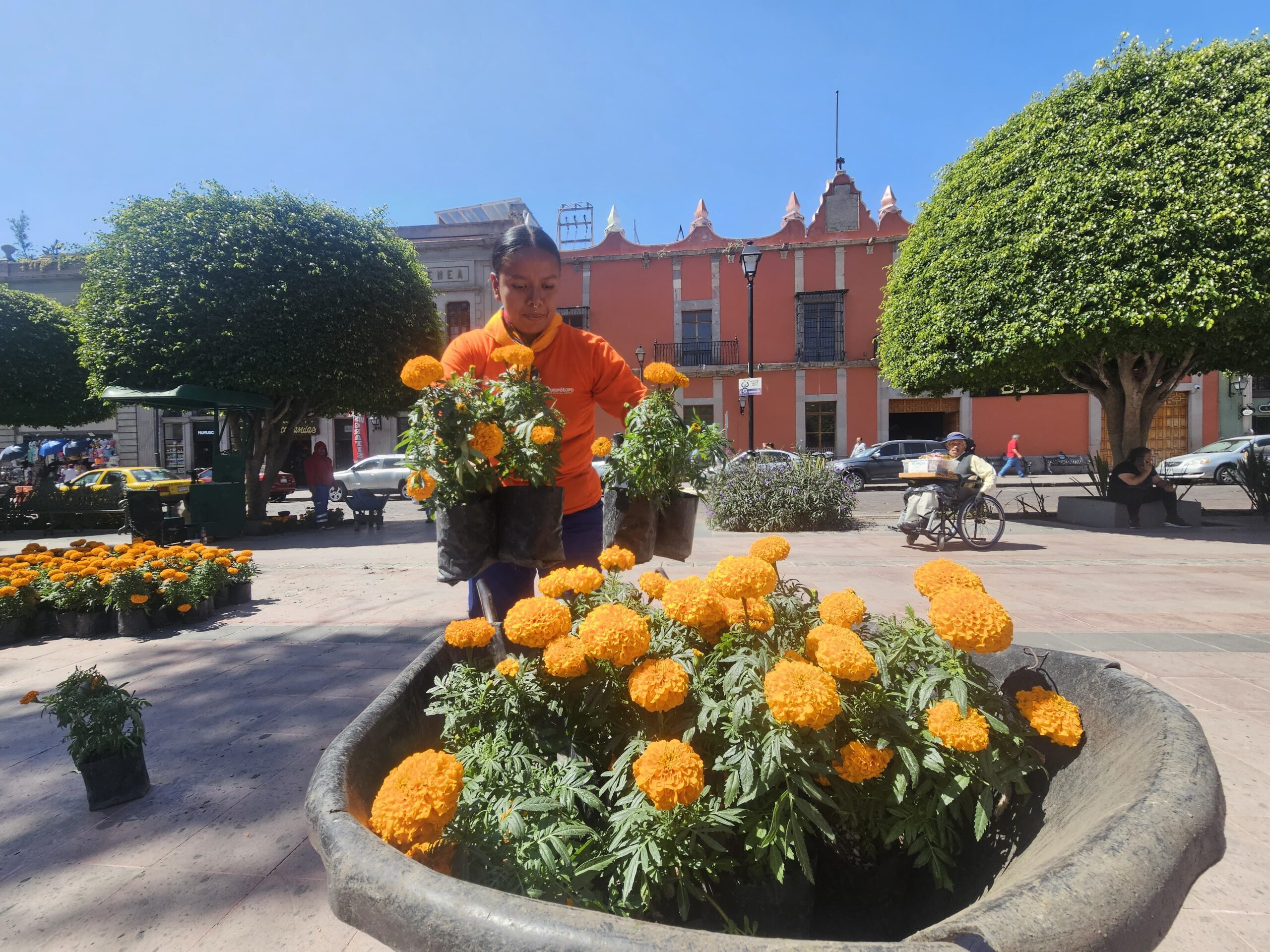 En Querétaro se están plantado 20 mil flores de cempasúchitl en diversas plazas, jardines y espacios públicos de la ciudad por el Día de Muertos./Foto: Armando Vázquez.