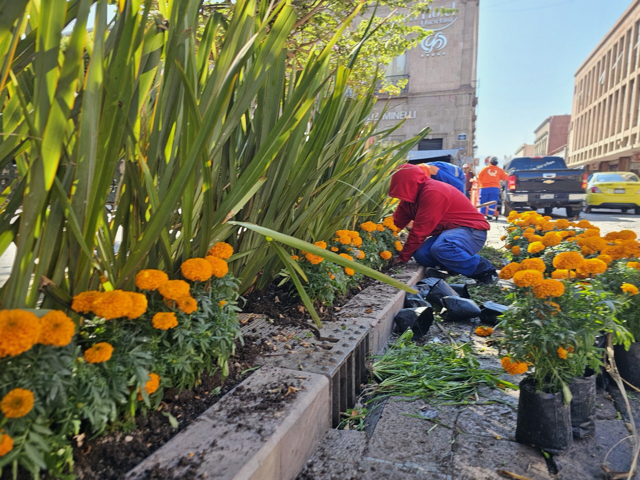 En Querétaro se están plantado 20 mil flores de cempasúchitl en diversas plazas, jardines y espacios públicos de la ciudad por el Día de Muertos./Foto: Armando Vázquez.