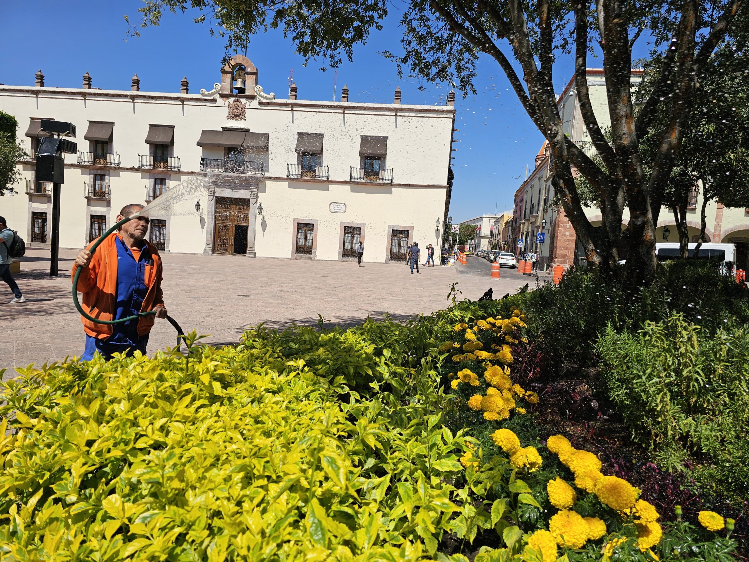 En Querétaro se están plantado 20 mil flores de cempasúchitl en diversas plazas, jardines y espacios públicos de la ciudad por el Día de Muertos./Foto: Armando Vázquez.