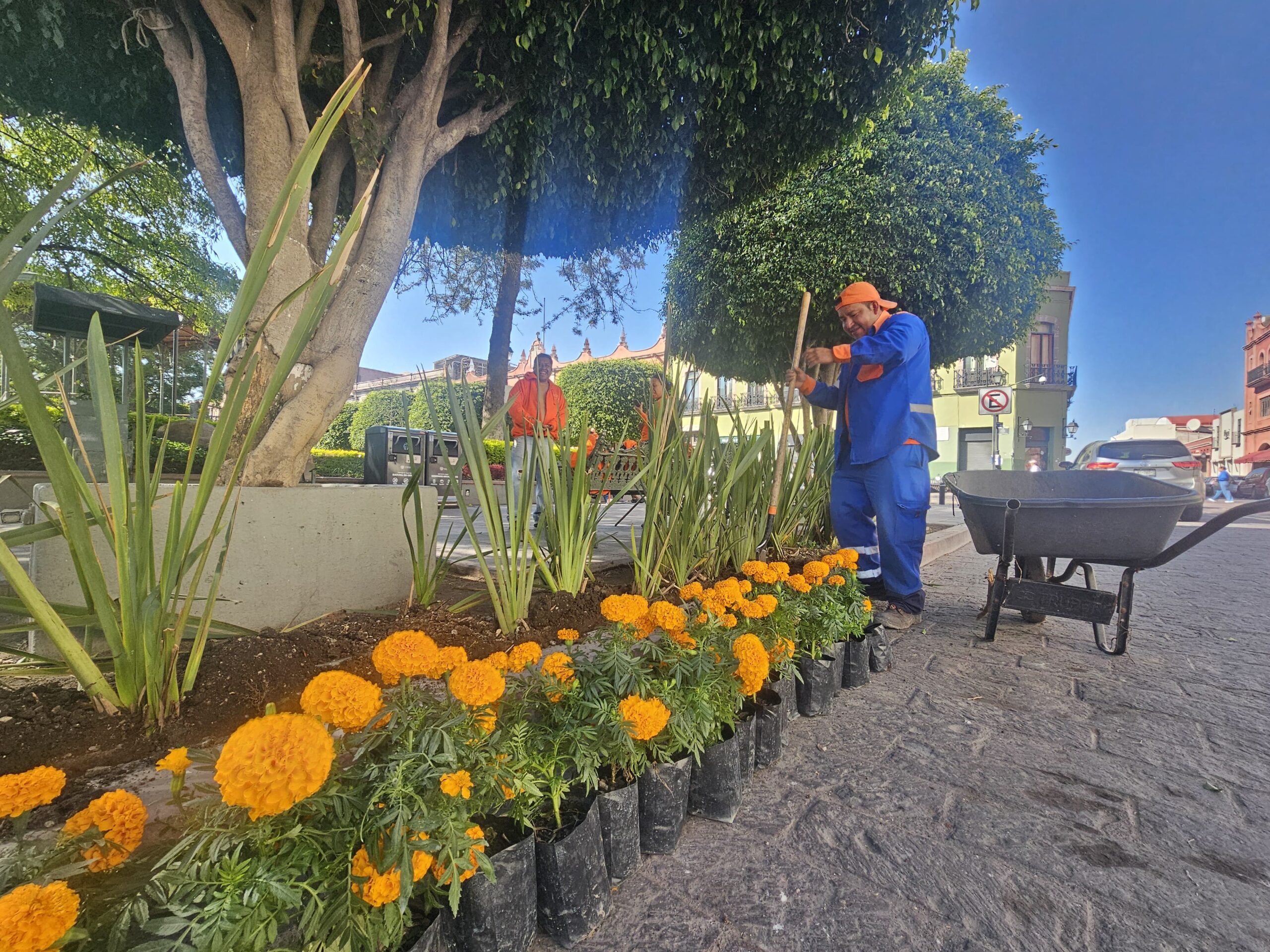 En Querétaro se están plantado 20 mil flores de cempasúchitl en diversas plazas, jardines y espacios públicos de la ciudad por el Día de Muertos./Foto: Armando Vázquez.