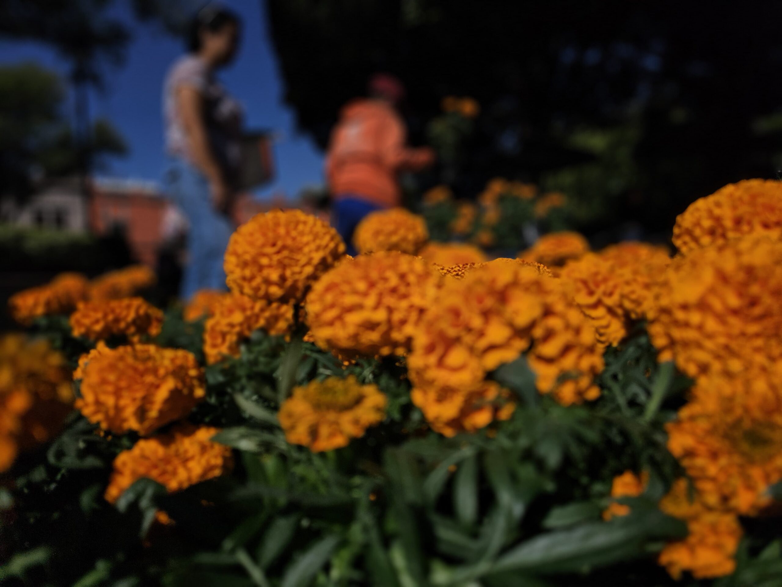 En Querétaro se están plantado 20 mil flores de cempasúchitl en diversas plazas, jardines y espacios públicos de la ciudad por el Día de Muertos./Foto: Armando Vázquez.