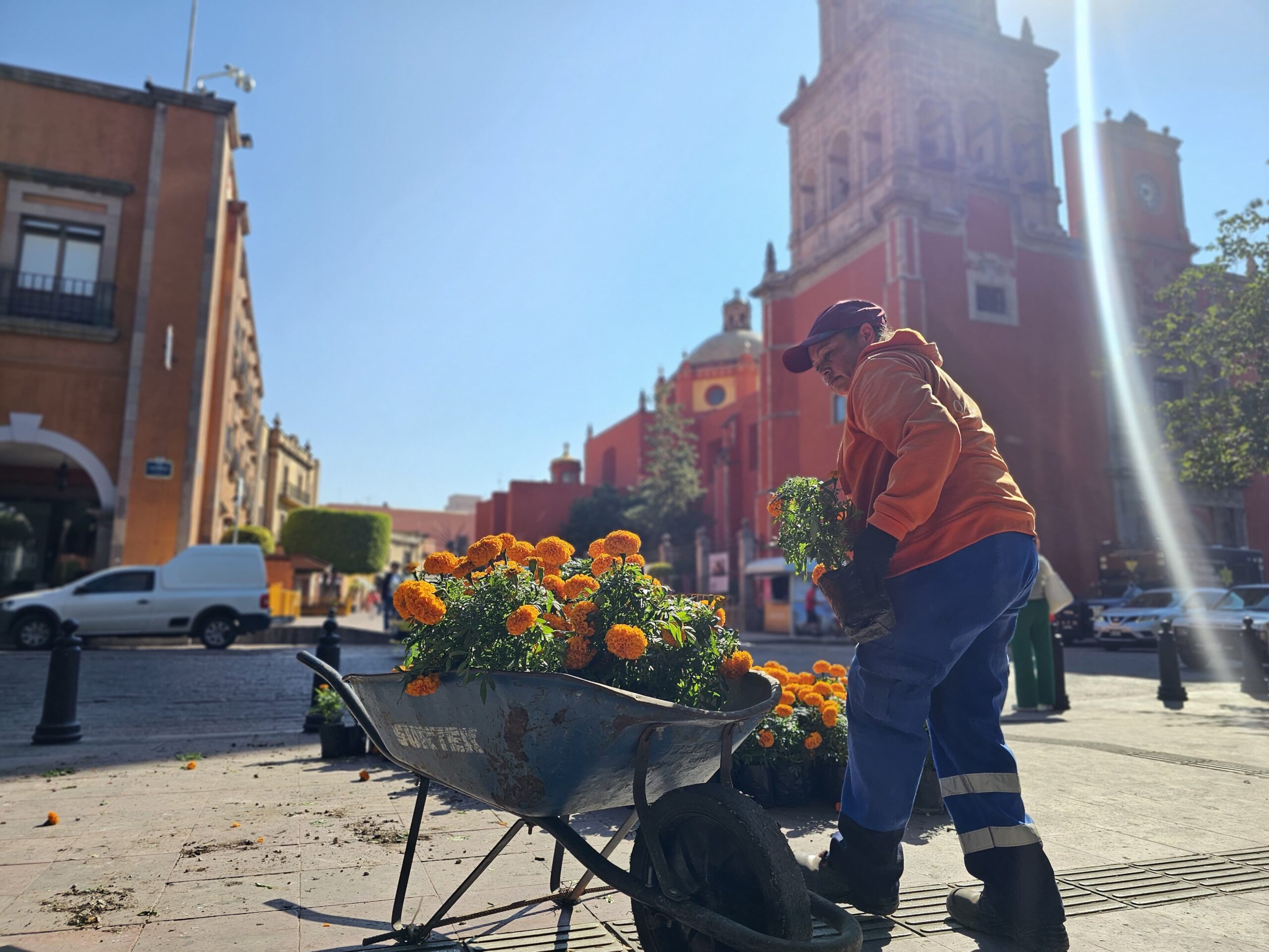 En Querétaro se están plantado 20 mil flores de cempasúchitl en diversas plazas, jardines y espacios públicos de la ciudad por el Día de Muertos./Foto: Armando Vázquez.