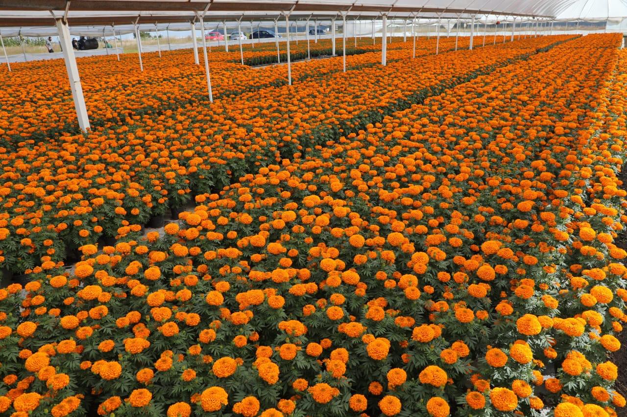 Terreno cultivado con cempasúchil, mostrando el compromiso de los productores mexiquenses.