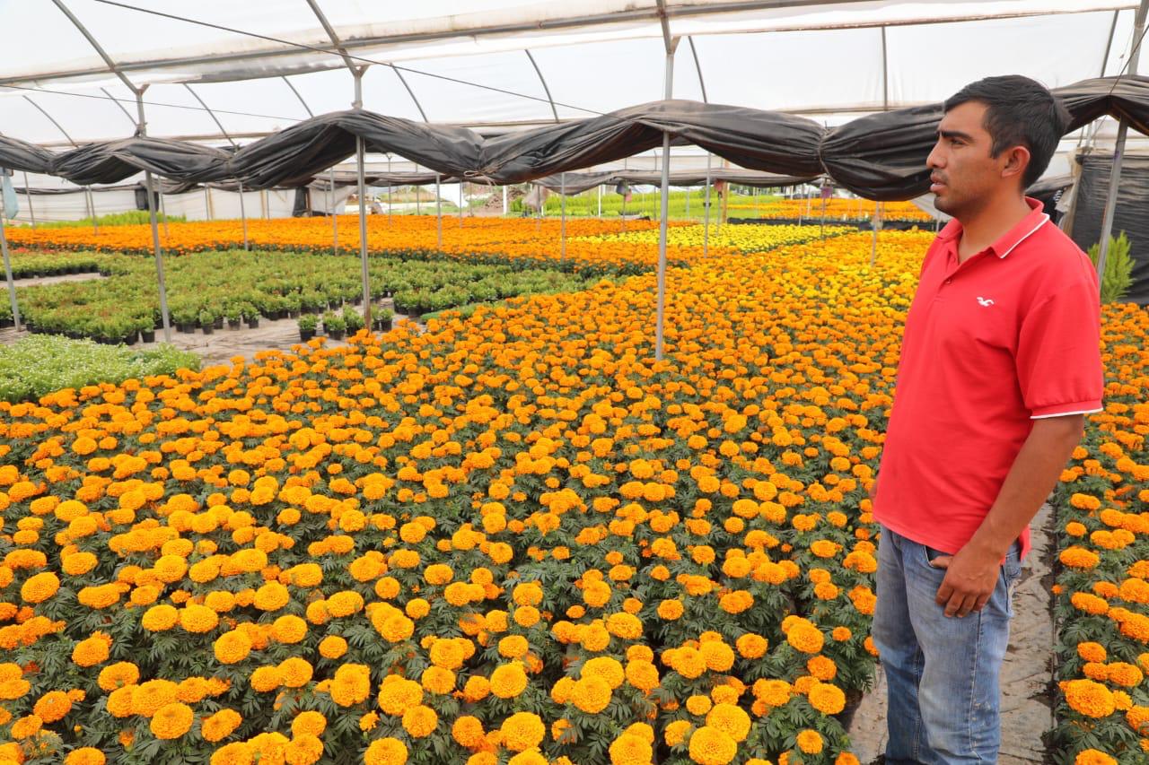 Agricultores mexiquenses cosechando cempasúchil en Texcoco, uno de los principales productores.