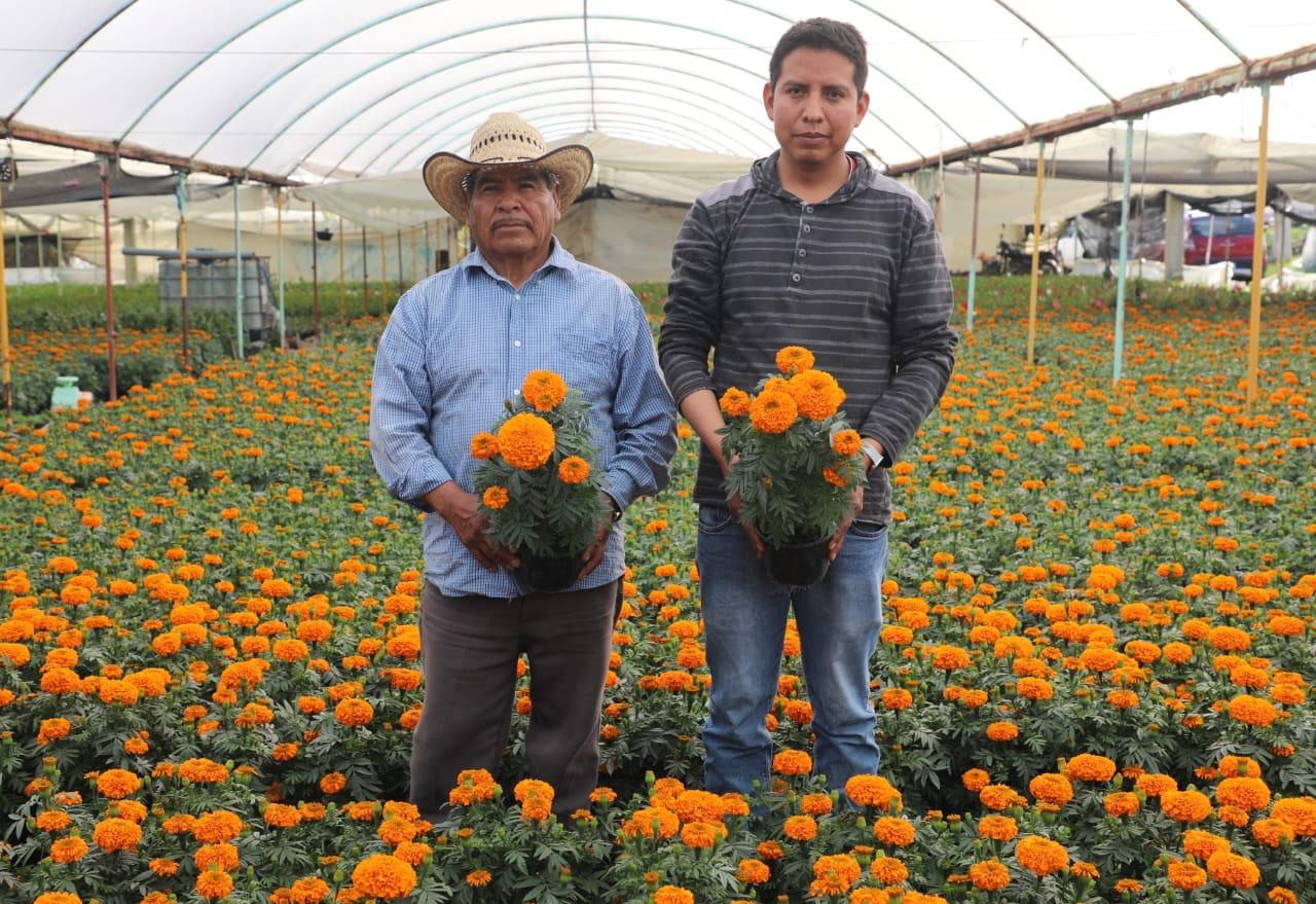 La vibrante flor de cempasúchil, símbolo del Día de Muertos en México.