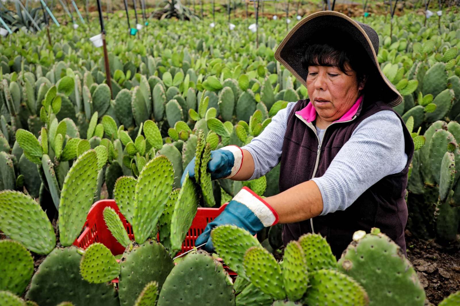 Las mujeres de municipios con población indígena y afromexicana recibirán el apoyo desde los 60 años.