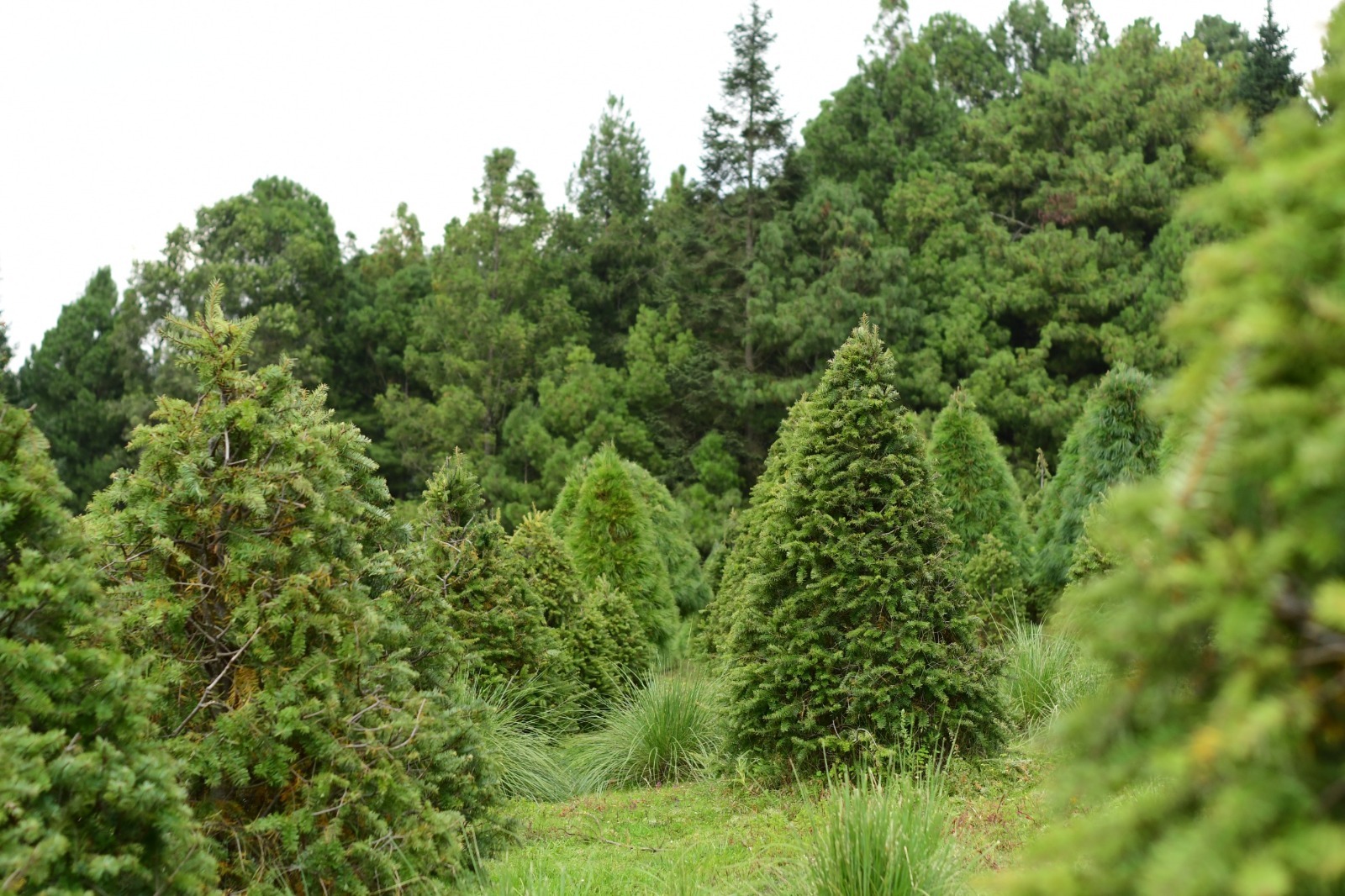 Probosque promueve la conservación y el reciclaje de árboles con centros de acopio.