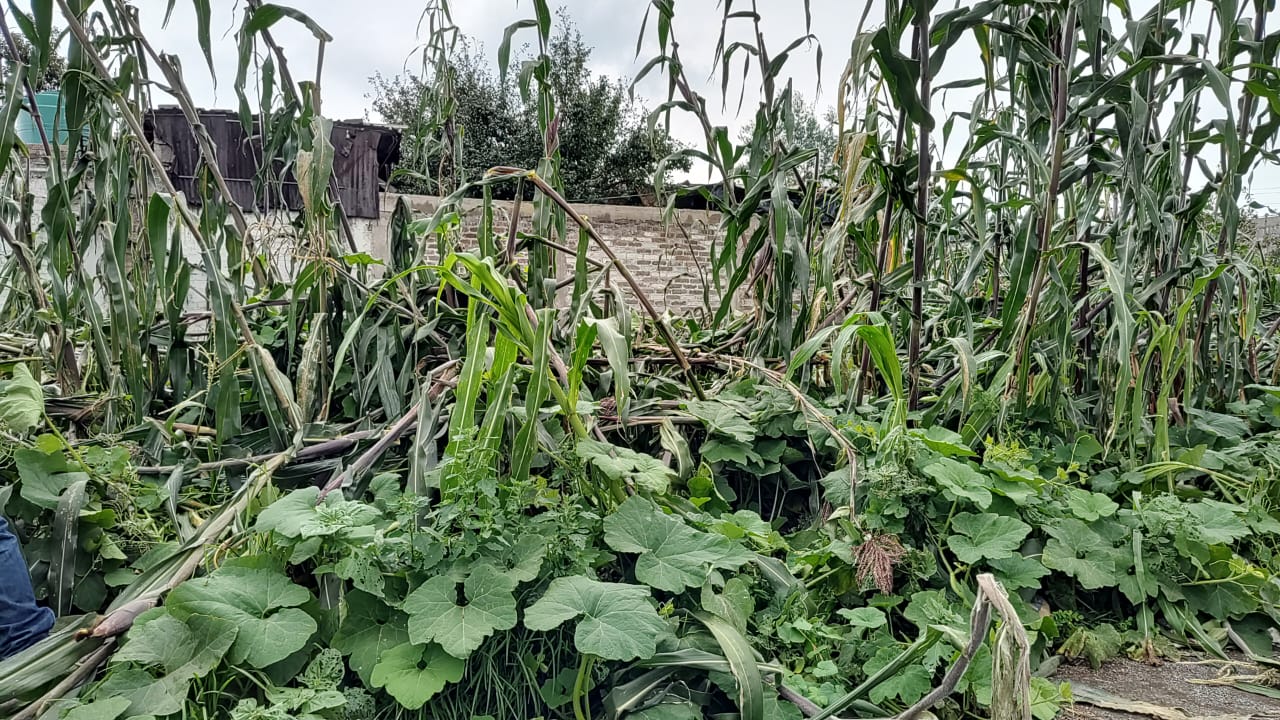 Productores de maíz, chícharo, tomate y hortalizas reciben ayuda para mitigar pérdidas tras la sequía e inundaciones.