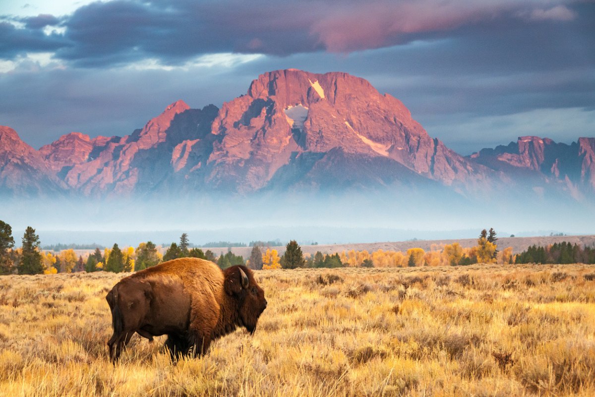 Recibe Cemex el Premio al Mérito AMCO 2024 por reintroducción del bisonte americano