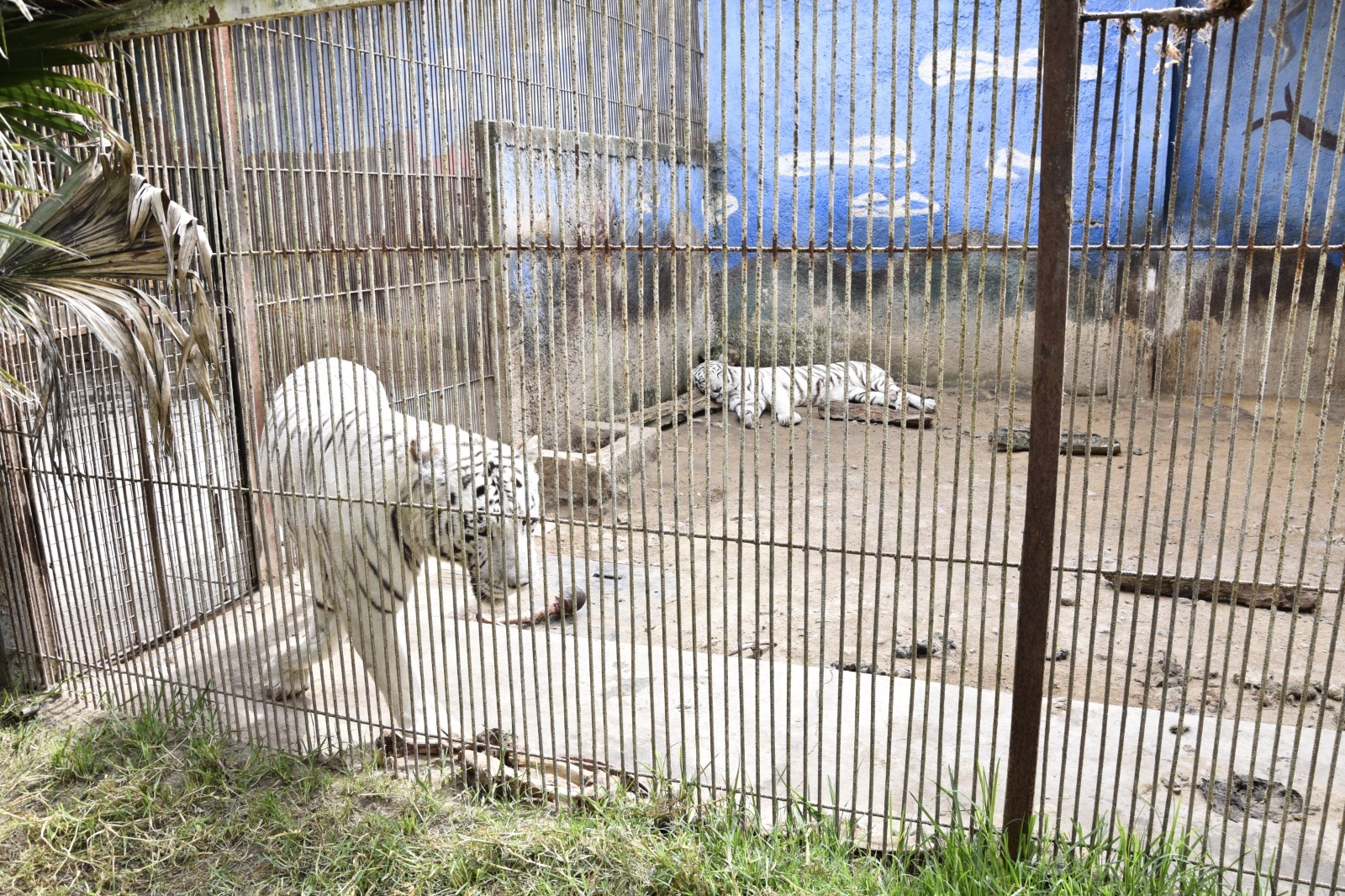 Leones rescatados durante el operativo en Ocoyoacac; ahora estarán bajo cuidado adecuado.