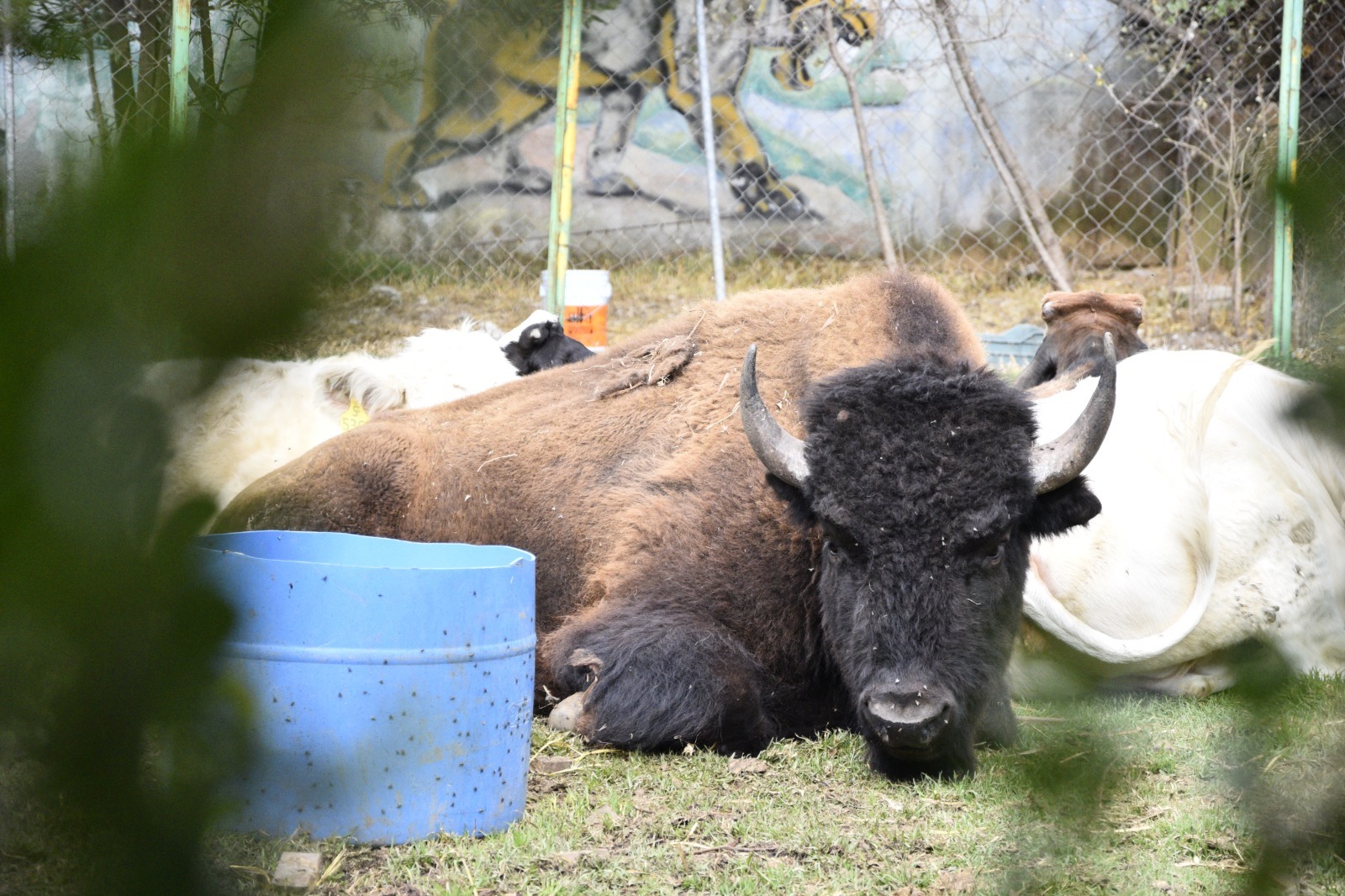 Fauna exótica rescatada en el operativo, una muestra del compromiso del Edomex con la biodiversidad.
