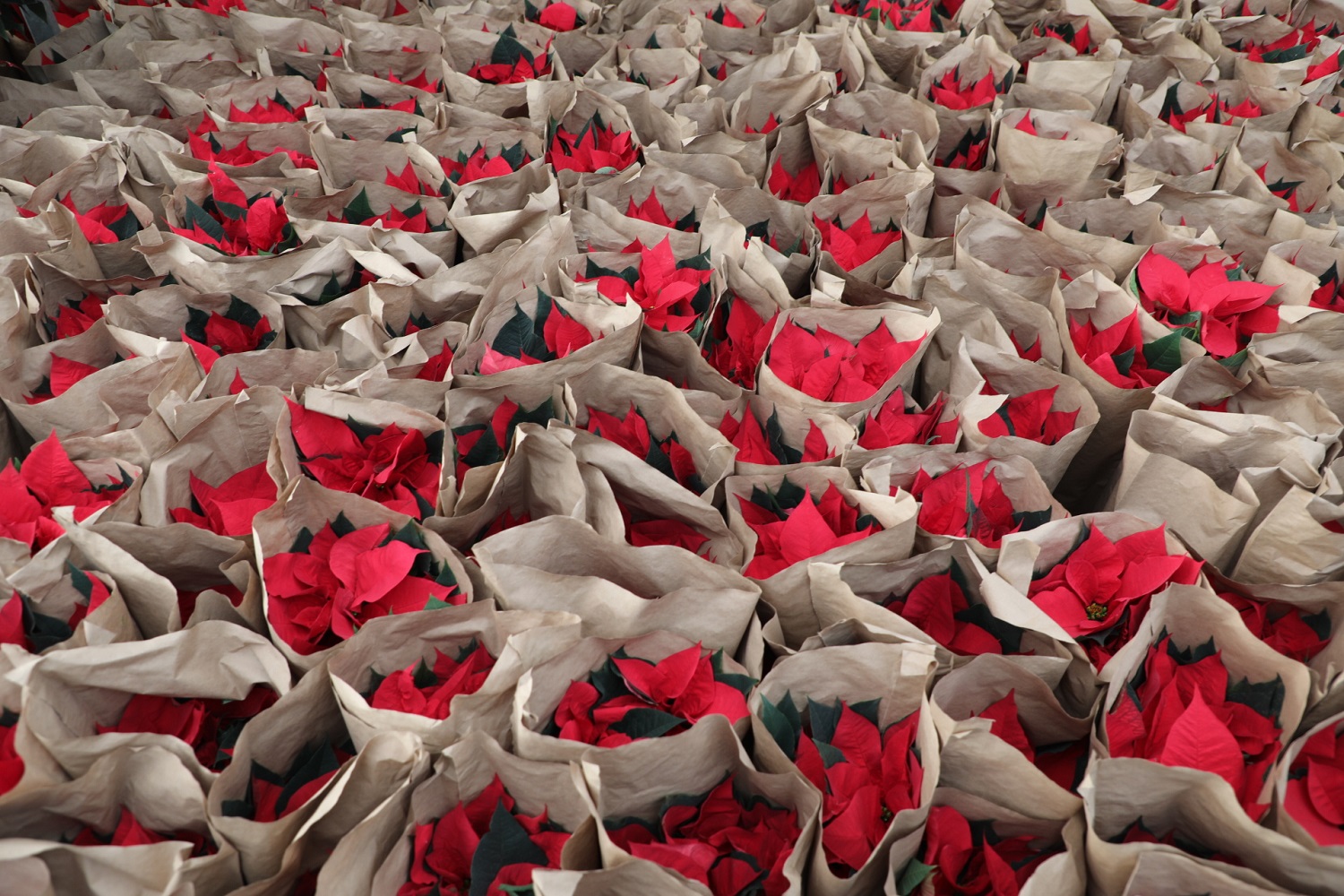 Secretaría del Campo impulsa la comercialización de la Nochebuena mexiquense.