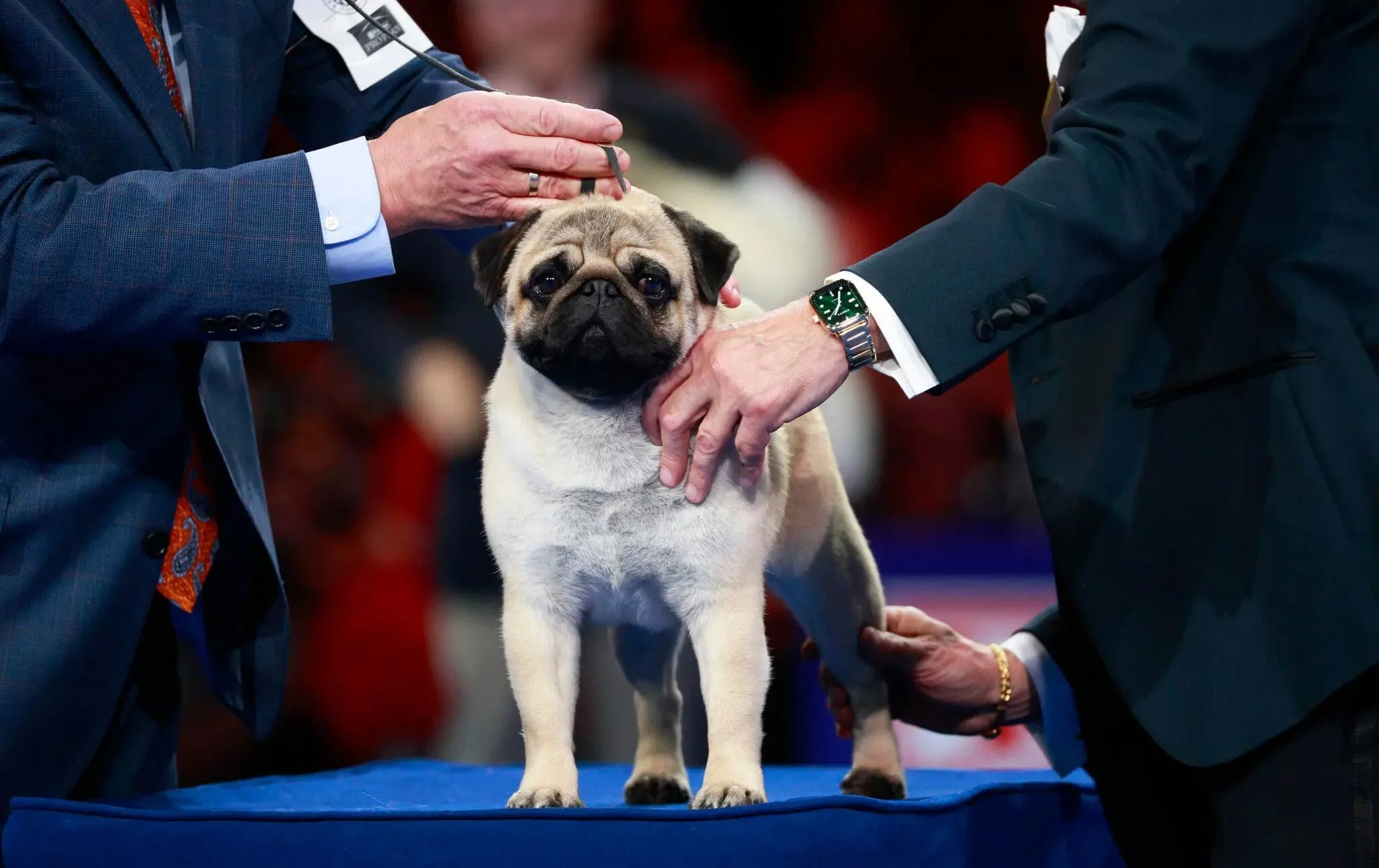 El adorable Vito conquistó a los jueces con su encanto y gracia, convirtiéndose en el primer Pug en ganar el premio al mejor perro de la Exposición Canina Nacional.