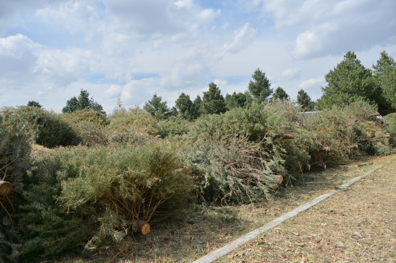 Centros de acopio como el Parque Bicentenario en Metepec reciben árboles navideños.