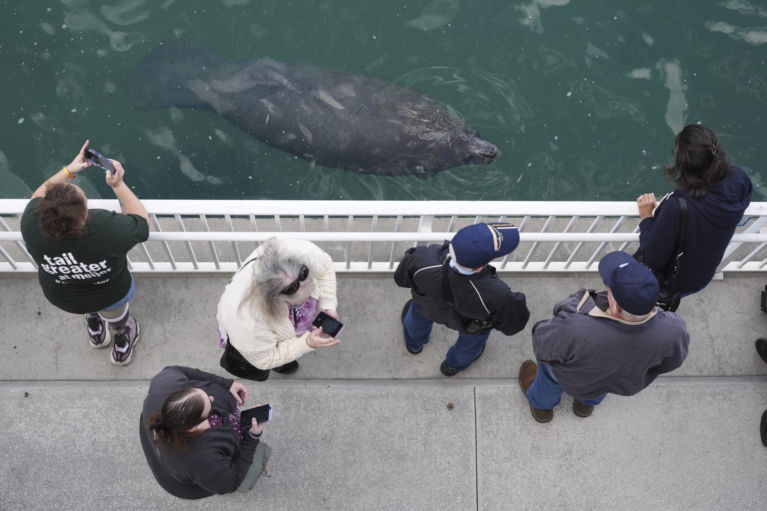 Visitantes observan de cerca a manatíes refugiados en el Manatee Lagoon. Foto: AP.
