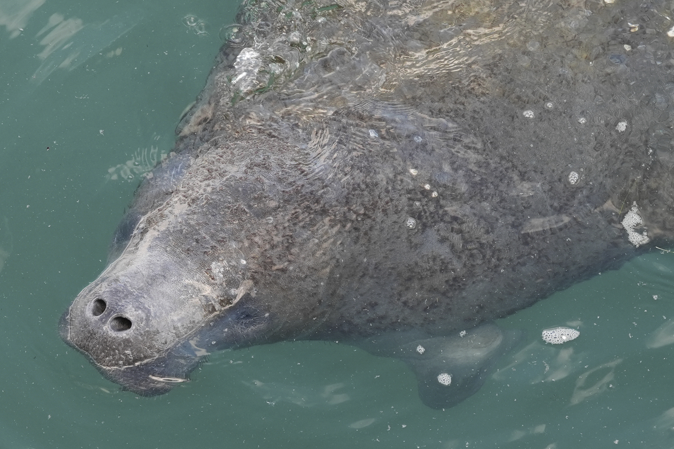 Manatí juvenil en aguas cálidas, símbolo de esperanza para la especie amenazada. Foto: AP.