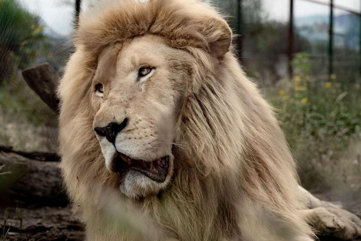 Santuaai Querétaro un espacio para la conservación de la fauna silvestre